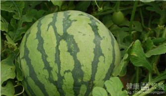 怀化市吃瓜视频,揭秘当地美食文化盛宴