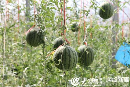 山工园吃瓜视频,揭秘校园生活趣味瞬间