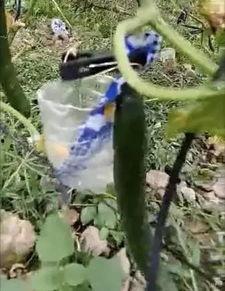 敖汉吃瓜事件真相视频,真相视频还原惊人内幕