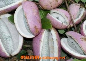 歪果人吃八月瓜视频,一场中西美食文化的碰撞之旅