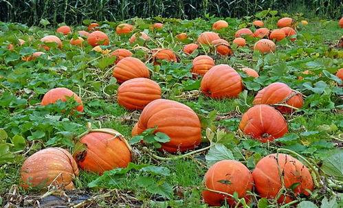 瀚林院吃瓜的视频,揭秘娱乐圈幕后故事