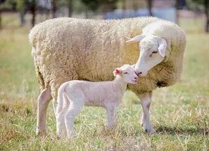山羊吃哈密瓜好吗图片视频,趣味互动瞬间捕捉