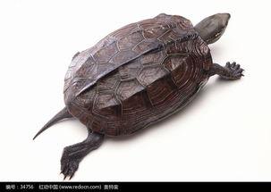 乌龟可以吃瓠瓜吗图片视频,瓠瓜的适宜性大揭秘