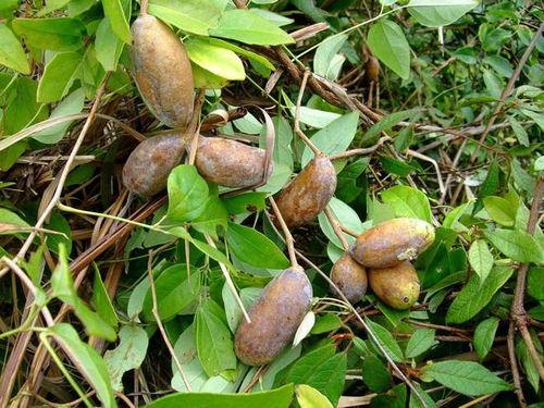 吃八月瓜好吃吗有毒吗视频,揭秘其口感与安全性