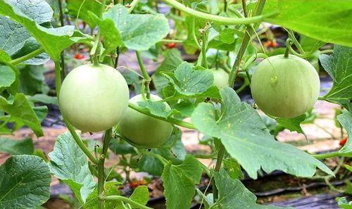 陕西农村吃瓜视频,揭秘乡村夏日生活趣味