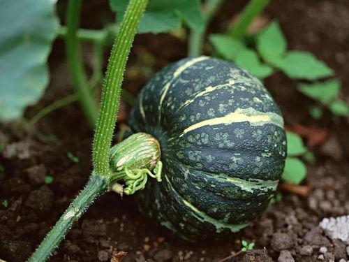 吃八叶瓜的配音视频大全,趣味横生的声音之旅