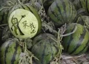 王小九吃茄瓜是哪一集视频,揭秘美食背后的趣味故事