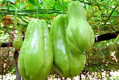 胖大哥吃佛手瓜视频播放,美味与健康的完美邂逅