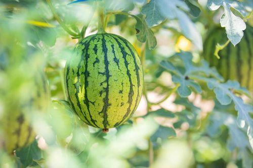 云南人吃土瓜好吗视频,当地人独特饮食习惯大揭秘